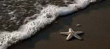 Environmental Stewardship